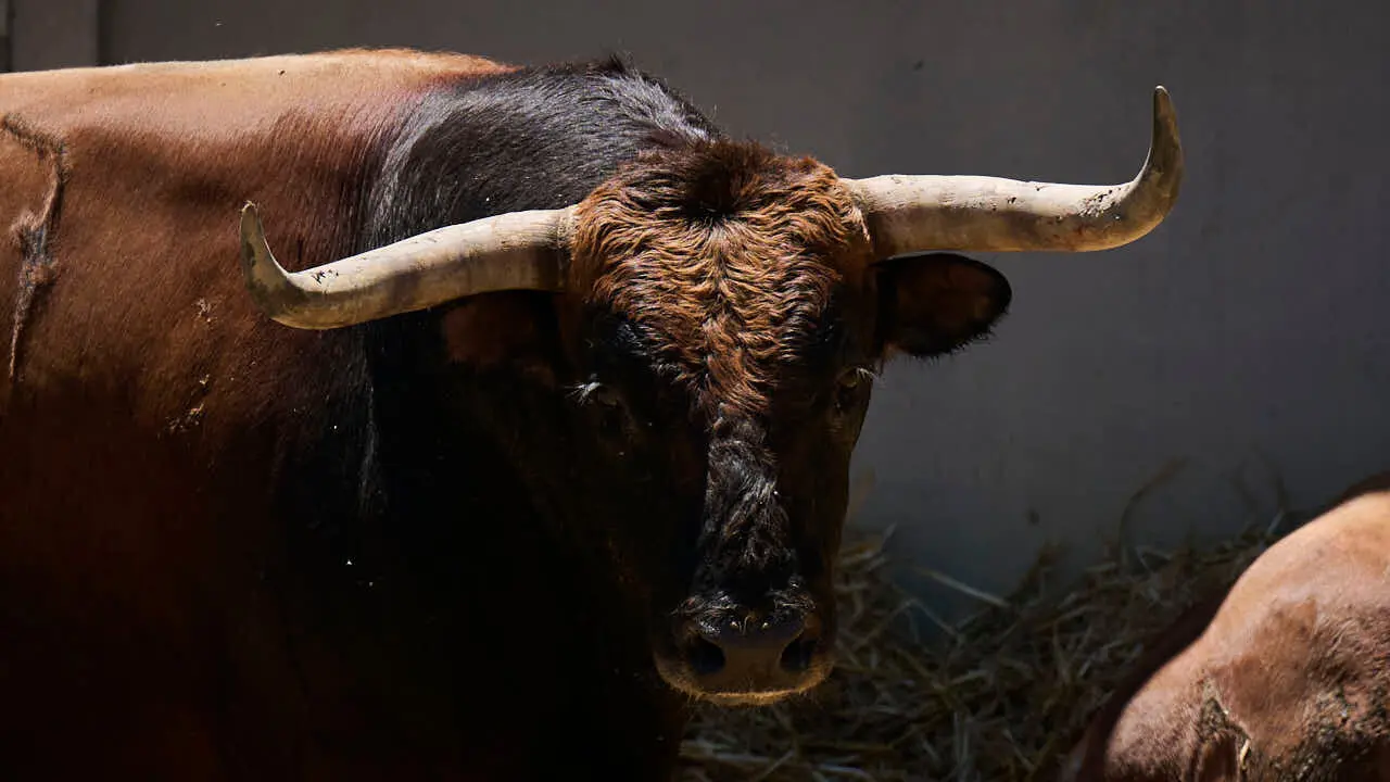 El toro 'Cantarillo' (n&ordm; 57) de la ganader&iacute;a de La Palmosilla (12 de julio), casta&ntilde;o, y de 555 kilos de peso, en los Corrales del Gas de Pamplona para San Ferm&iacute;n 2026. PABLO LASAOSA