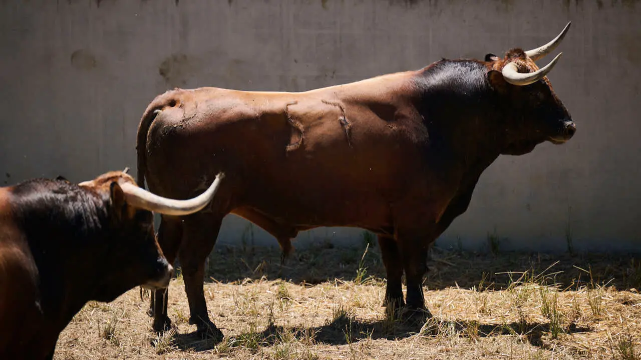 El toro 'Cantarillo' (n&ordm; 57) de la ganader&iacute;a de La Palmosilla (12 de julio), casta&ntilde;o, y de 555 kilos de peso, en los Corrales del Gas de Pamplona para San Ferm&iacute;n 2026. PABLO LASAOSA