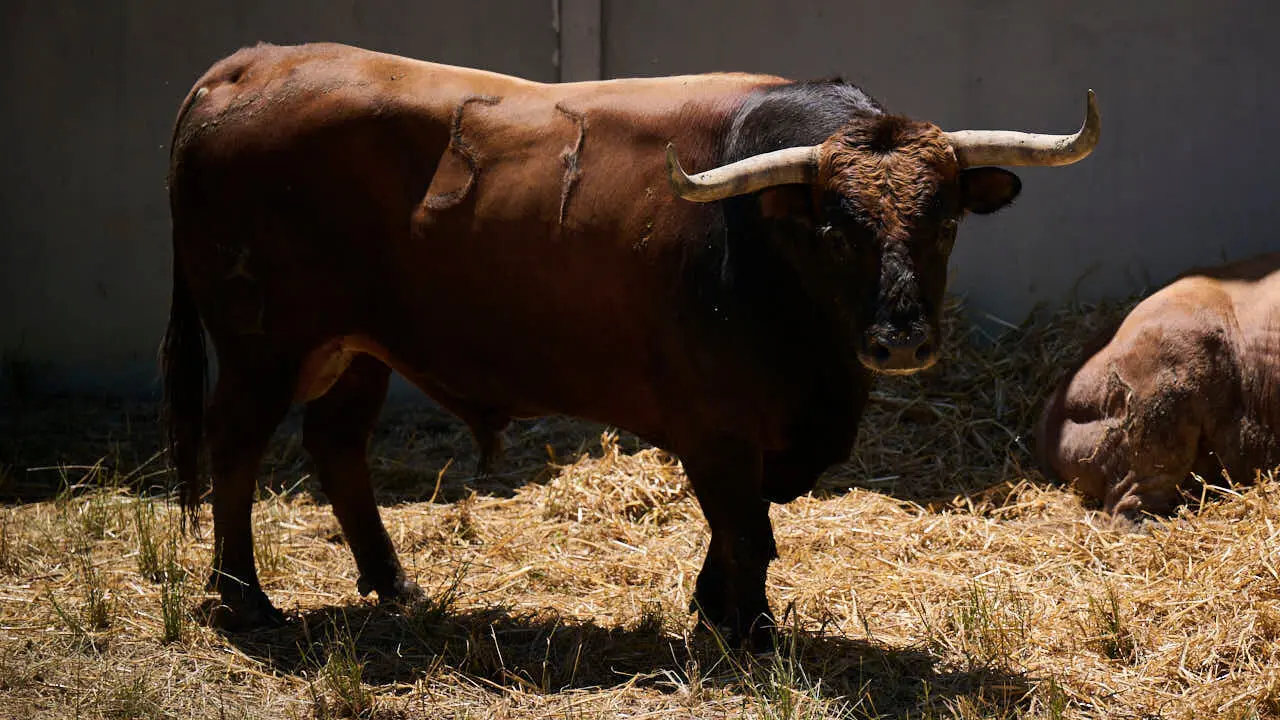 El toro 'Cantarillo' (n&ordm; 57) de la ganader&iacute;a de La Palmosilla (12 de julio), casta&ntilde;o, y de 555 kilos de peso, en los Corrales del Gas de Pamplona para San Ferm&iacute;n 2026. PABLO LASAOSA