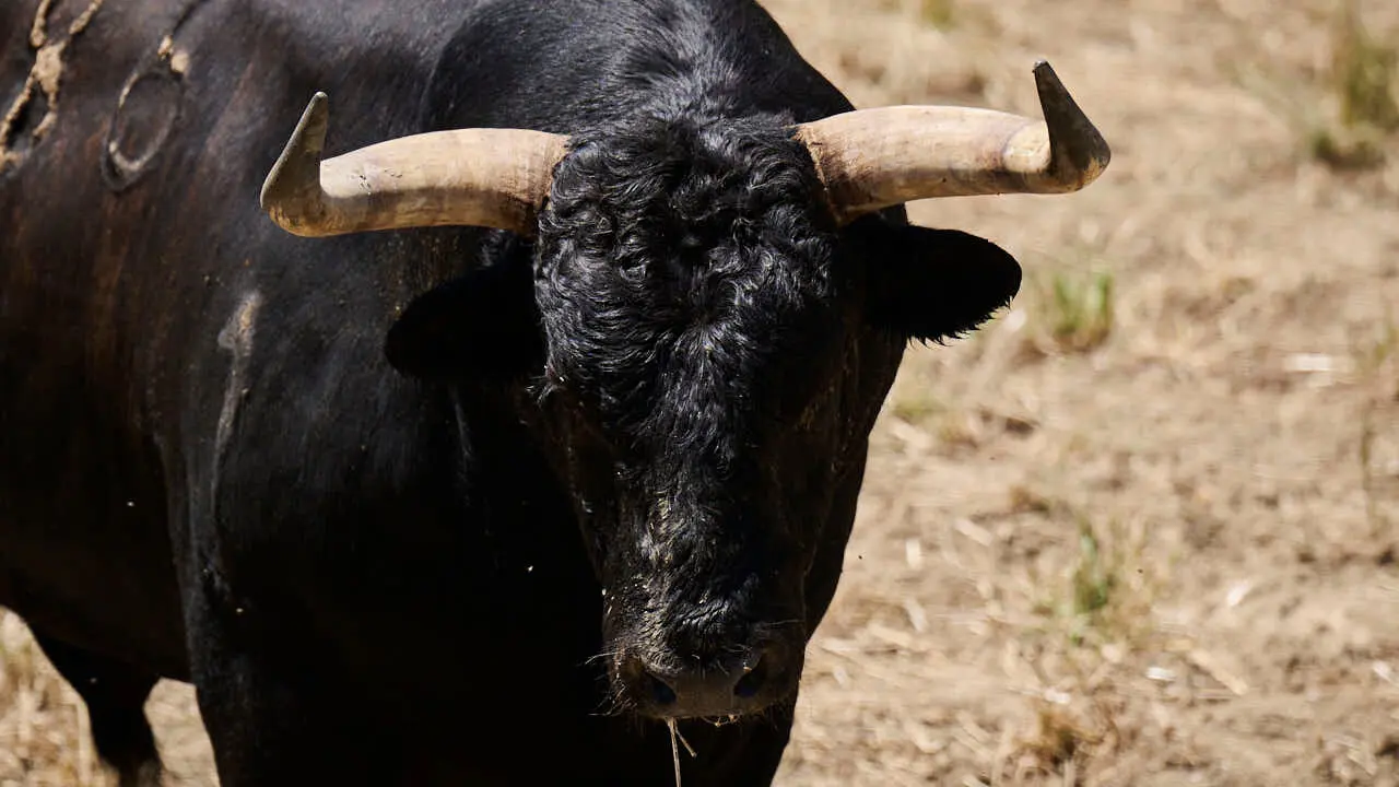 El toro 'Mirloblanco' (n&ordm; 86) de la ganader&iacute;a de La Palmosilla (12 de julio), negro mulato chorreado, y de 580 kilos de peso, en los Corrales del Gas de Pamplona para San Ferm&iacute;n 2026. PABLO LASAOSA