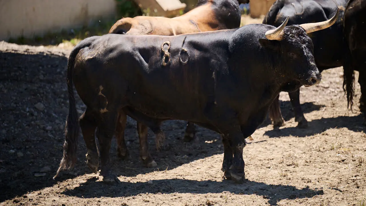 El toro 'Mirloblanco' (n&ordm; 86) de la ganader&iacute;a de La Palmosilla (12 de julio), negro mulato chorreado, y de 580 kilos de peso, en los Corrales del Gas de Pamplona para San Ferm&iacute;n 2026. PABLO LASAOSA