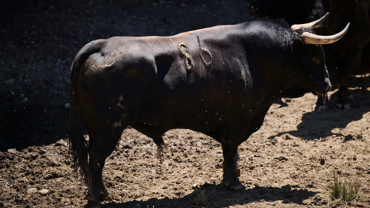 El toro 'Mirloblanco' (n&ordm; 86) de la ganader&iacute;a de La Palmosilla (12 de julio), negro mulato chorreado, y de 580 kilos de peso, en los Corrales del Gas de Pamplona para San Ferm&iacute;n 2026. PABLO LASAOSA