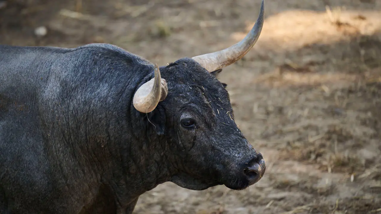 Toros de la ganader&iacute;a de Jos&eacute; Escolar (11 de julio), en los Corrales del Gas de Pamplona para San Ferm&iacute;n 2026. PABLO LASAOSA
