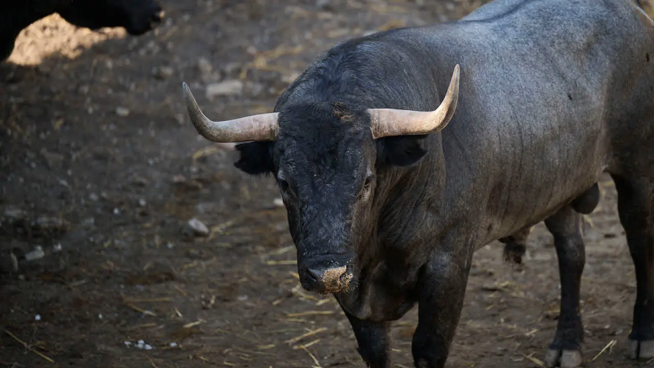 Toros de la ganader&iacute;a de Jos&eacute; Escolar (11 de julio), en los Corrales del Gas de Pamplona para San Ferm&iacute;n 2026. PABLO LASAOSA