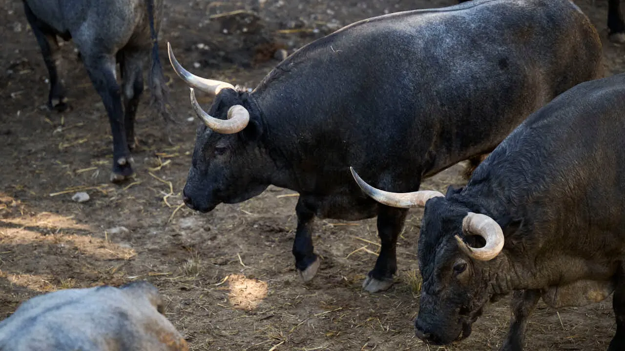 Toros de la ganader&iacute;a de Jos&eacute; Escolar (11 de julio), en los Corrales del Gas de Pamplona para San Ferm&iacute;n 2026. PABLO LASAOSA