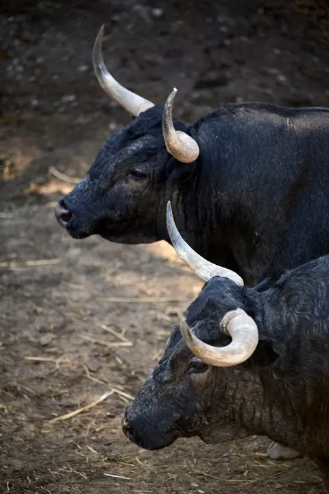Toros de la ganader&iacute;a de Jos&eacute; Escolar (11 de julio), en los Corrales del Gas de Pamplona para San Ferm&iacute;n 2026. PABLO LASAOSA