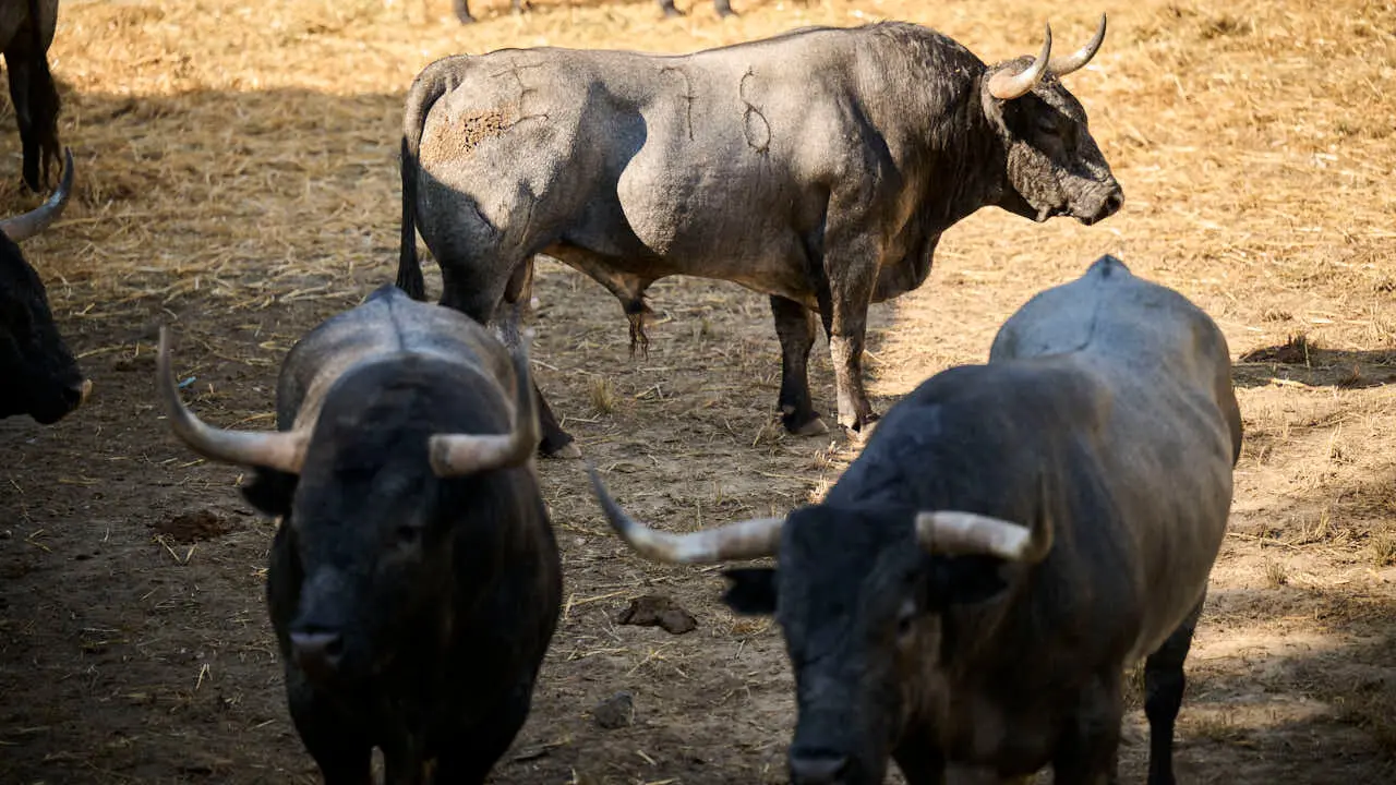 Toros de la ganader&iacute;a de Jos&eacute; Escolar (11 de julio), en los Corrales del Gas de Pamplona para San Ferm&iacute;n 2026. PABLO LASAOSA