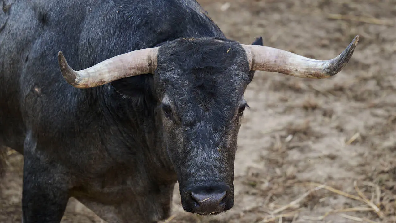 El toro 'CANTITO' (n&ordm; 19) de la ganader&iacute;a de Jos&eacute; Escolar (11 de julio), c&aacute;rdeno oscuro bragado meano, y de 590 kilos de peso, en los Corrales del Gas de Pamplona para San Ferm&iacute;n 2026. PABLO LASAOSA