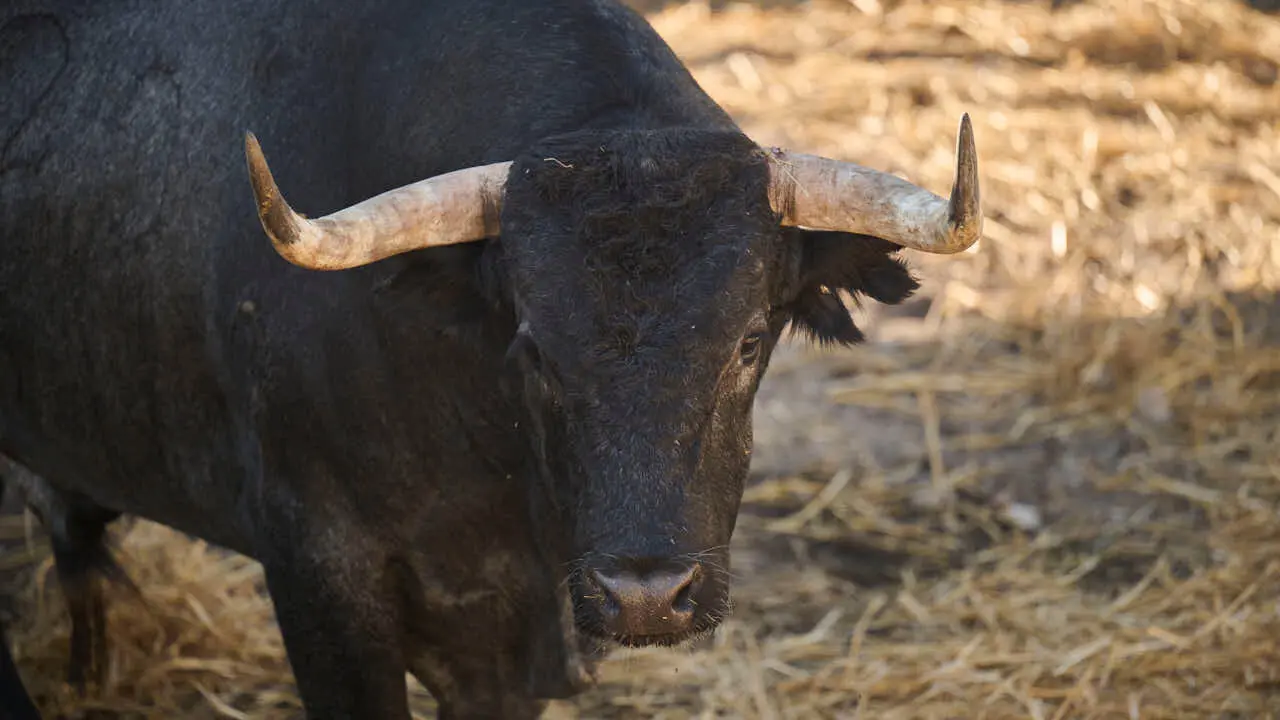 El toro 'CARPINTERO' (n&ordm; 20) de la ganader&iacute;a de Jos&eacute; Escolar (11 de julio), negro bragado, y de 610 kilos de peso, en los Corrales del Gas de Pamplona para San Ferm&iacute;n 2026. PABLO LASAOSA