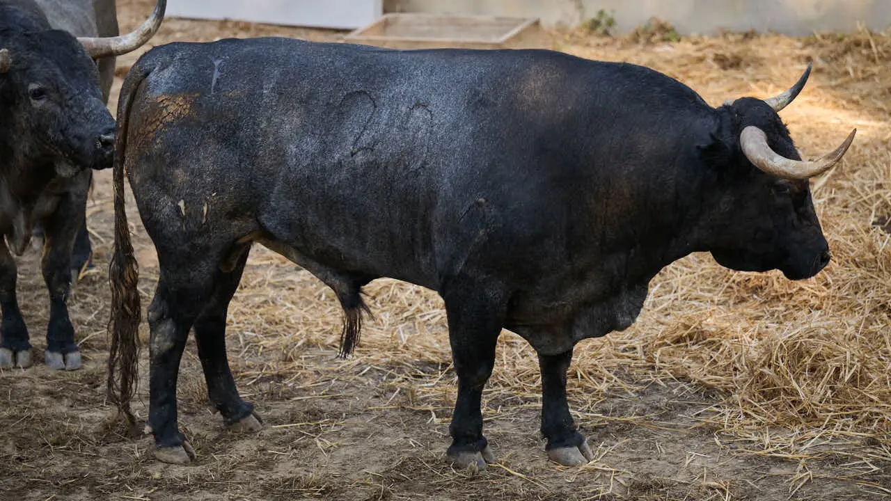 El toro 'CARPINTERO' (n&ordm; 20) de la ganader&iacute;a de Jos&eacute; Escolar (11 de julio), negro bragado, y de 610 kilos de peso, en los Corrales del Gas de Pamplona para San Ferm&iacute;n 2026. PABLO LASAOSA