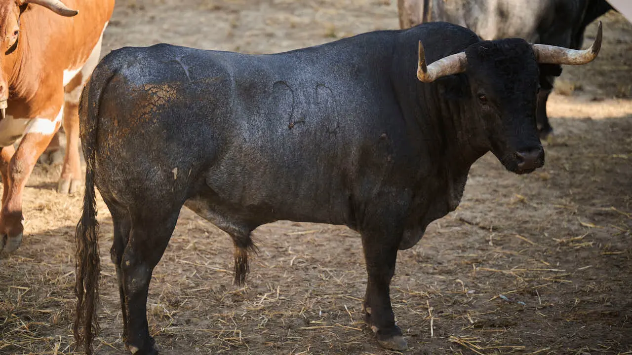 El toro 'CARPINTERO' (n&ordm; 20) de la ganader&iacute;a de Jos&eacute; Escolar (11 de julio), negro bragado, y de 610 kilos de peso, en los Corrales del Gas de Pamplona para San Ferm&iacute;n 2026. PABLO LASAOSA