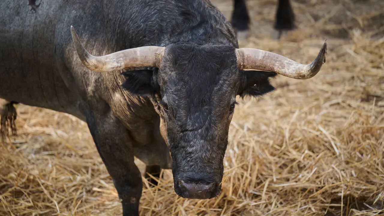 El toro 'CHISMOSO' (n&ordm; 28) de la ganader&iacute;a de Jos&eacute; Escolar (11 de julio), c&aacute;rdeno claro bragado meano, y de 615 kilos de peso, en los Corrales del Gas de Pamplona para San Ferm&iacute;n 2026. PABLO LASAOSA