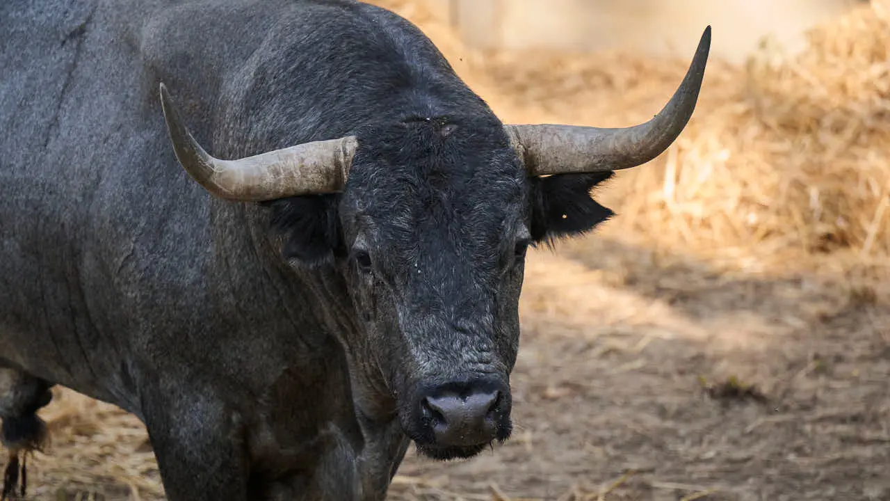 El toro 'SECRETARIO' (n&ordm; 31) de la ganader&iacute;a de Jos&eacute; Escolar (11 de julio), c&aacute;rdeno, y de 570 kilos de peso, en los Corrales del Gas de Pamplona para San Ferm&iacute;n 2026. PABLO LASAOSA