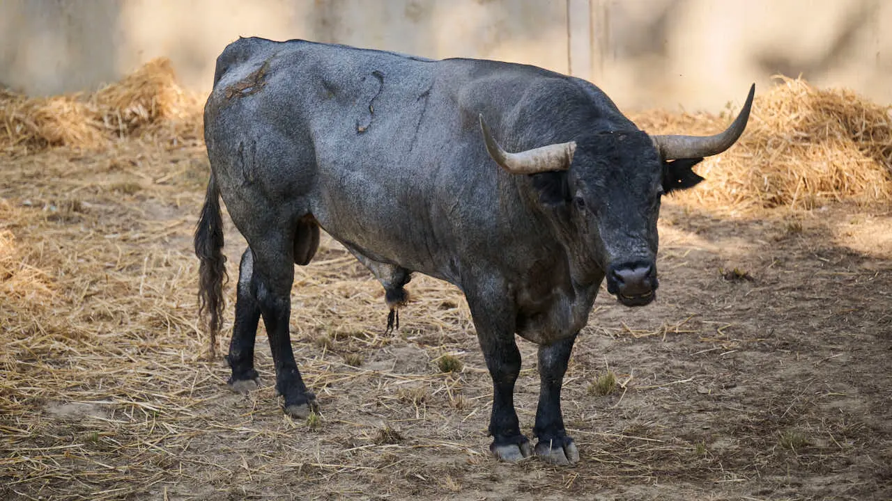 El toro 'SECRETARIO' (n&ordm; 31) de la ganader&iacute;a de Jos&eacute; Escolar (11 de julio), c&aacute;rdeno, y de 570 kilos de peso, en los Corrales del Gas de Pamplona para San Ferm&iacute;n 2026. PABLO LASAOSA