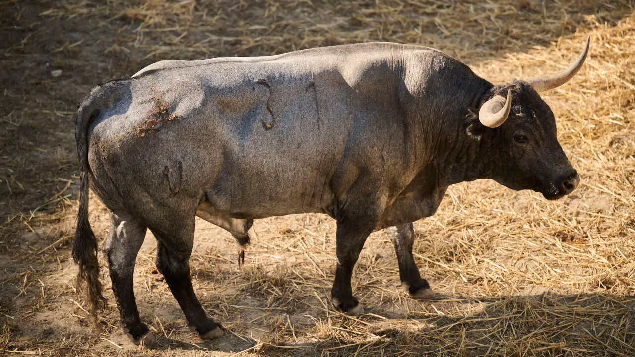 El toro 'SECRETARIO' (n&ordm; 31) de la ganader&iacute;a de Jos&eacute; Escolar (11 de julio), c&aacute;rdeno, y de 570 kilos de peso, en los Corrales del Gas de Pamplona para San Ferm&iacute;n 2026. PABLO LASAOSA