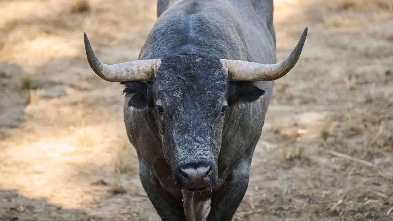 El toro 'SECRETARIO' (n&ordm; 31) de la ganader&iacute;a de Jos&eacute; Escolar (11 de julio), c&aacute;rdeno, y de 570 kilos de peso, en los Corrales del Gas de Pamplona para San Ferm&iacute;n 2026. PABLO LASAOSA