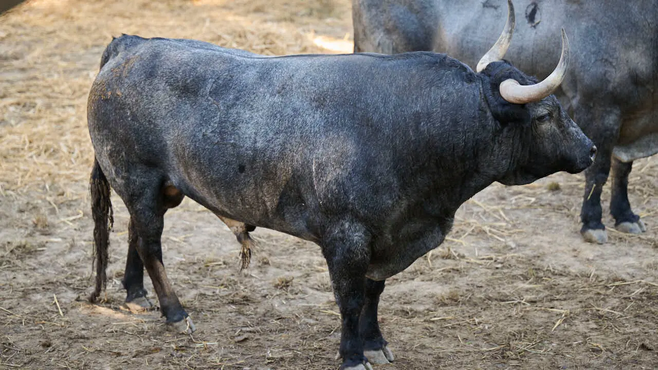 El toro 'TOMILLERO' (n&ordm; 51) de la ganader&iacute;a de Jos&eacute; Escolar (11 de julio), c&aacute;rdeno oscuro bragado meano, y de 595 kilos de peso, en los Corrales del Gas de Pamplona para San Ferm&iacute;n 2026. PABLO LASAOSA