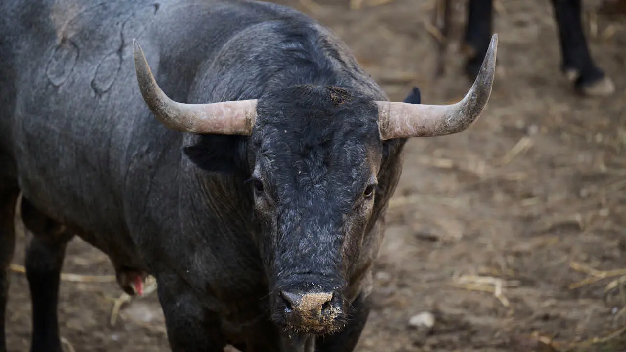 El toro 'CAMPANERO' (n&ordm; 68) de la ganader&iacute;a de Jos&eacute; Escolar (11 de julio), negro entrepelado bragado meano, y de 600 kilos de peso, en los Corrales del Gas de Pamplona para San Ferm&iacute;n 2026. PABLO LASAOSA