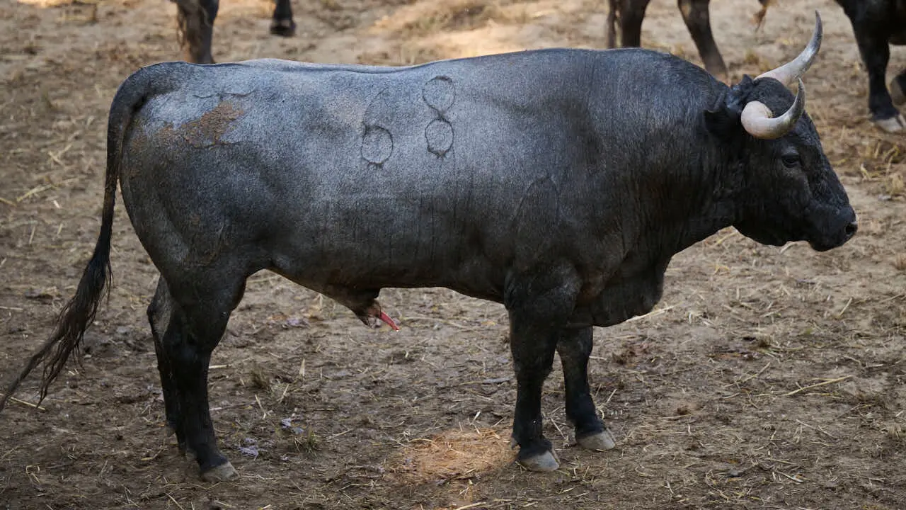 El toro 'CAMPANERO' (n&ordm; 68) de la ganader&iacute;a de Jos&eacute; Escolar (11 de julio), negro entrepelado bragado meano, y de 600 kilos de peso, en los Corrales del Gas de Pamplona para San Ferm&iacute;n 2026. PABLO LASAOSA