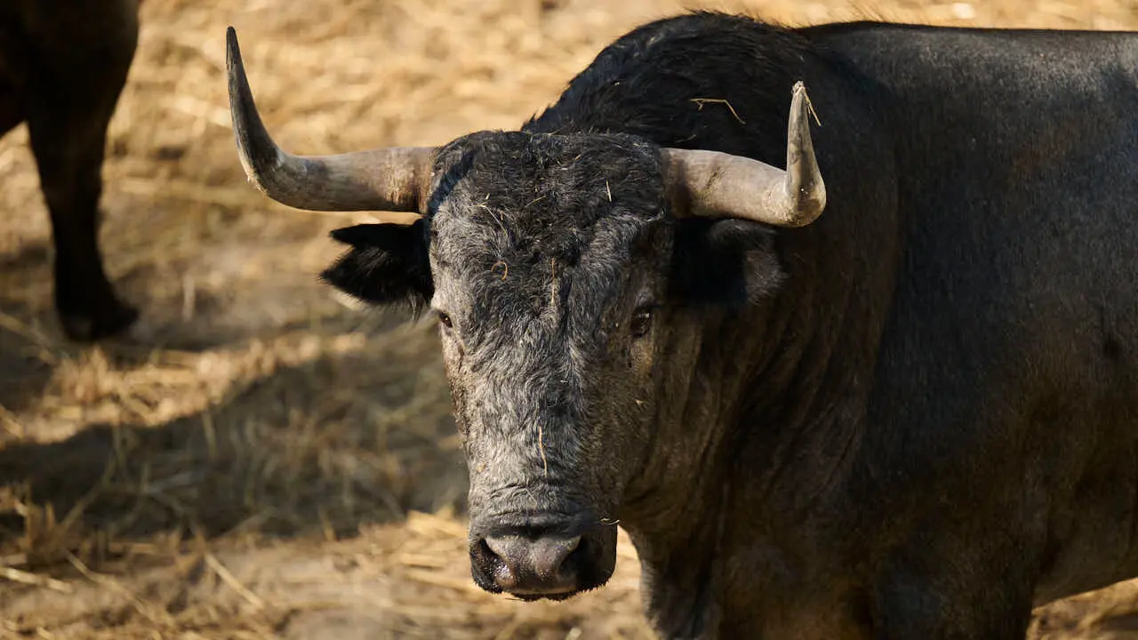 El toro 'CHISPERO' (n&ordm; 72) de la ganader&iacute;a de Jos&eacute; Escolar (11 de julio), negro entrepelado bragado, y de 595 kilos de peso, en los Corrales del Gas de Pamplona para San Ferm&iacute;n 2026. PABLO LASAOSA