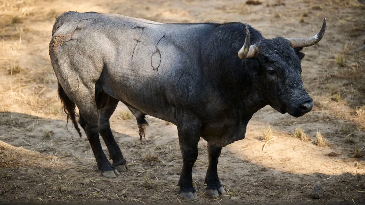El toro 'CHISPERO' (n&ordm; 72) de la ganader&iacute;a de Jos&eacute; Escolar (11 de julio), negro entrepelado bragado, y de 595 kilos de peso, en los Corrales del Gas de Pamplona para San Ferm&iacute;n 2026. PABLO LASAOSA
