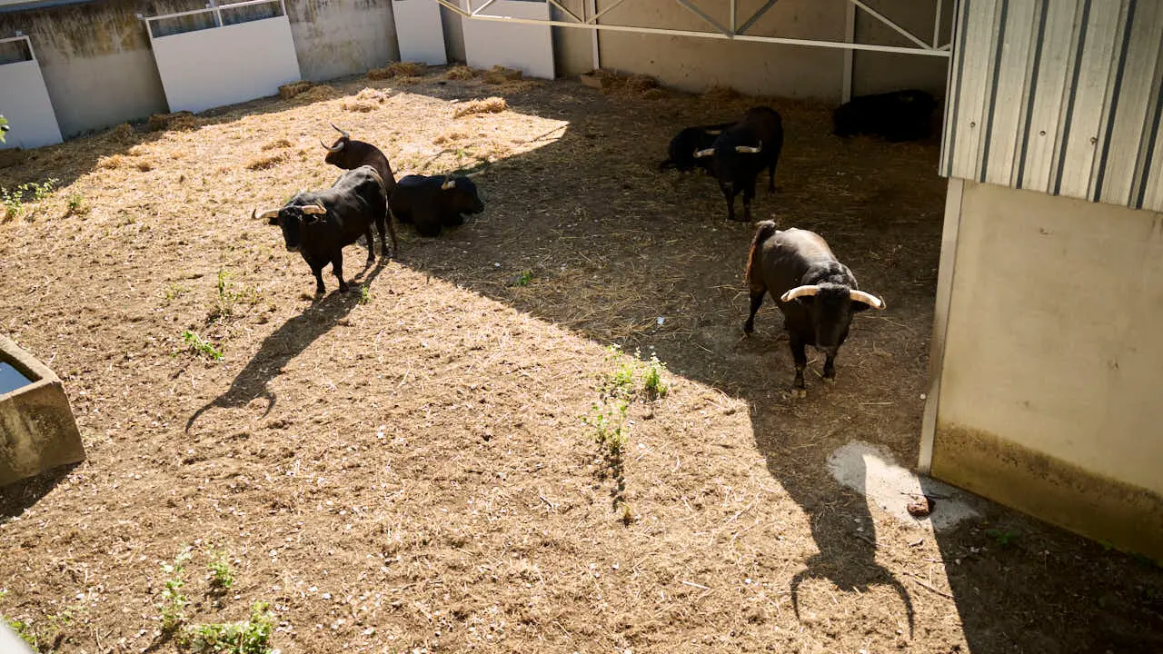 Toros de la ganader&iacute;a de Jandilla en los Corrales del Gas de Pamplona para San Ferm&iacute;n 2026. PABLO LASAOSA