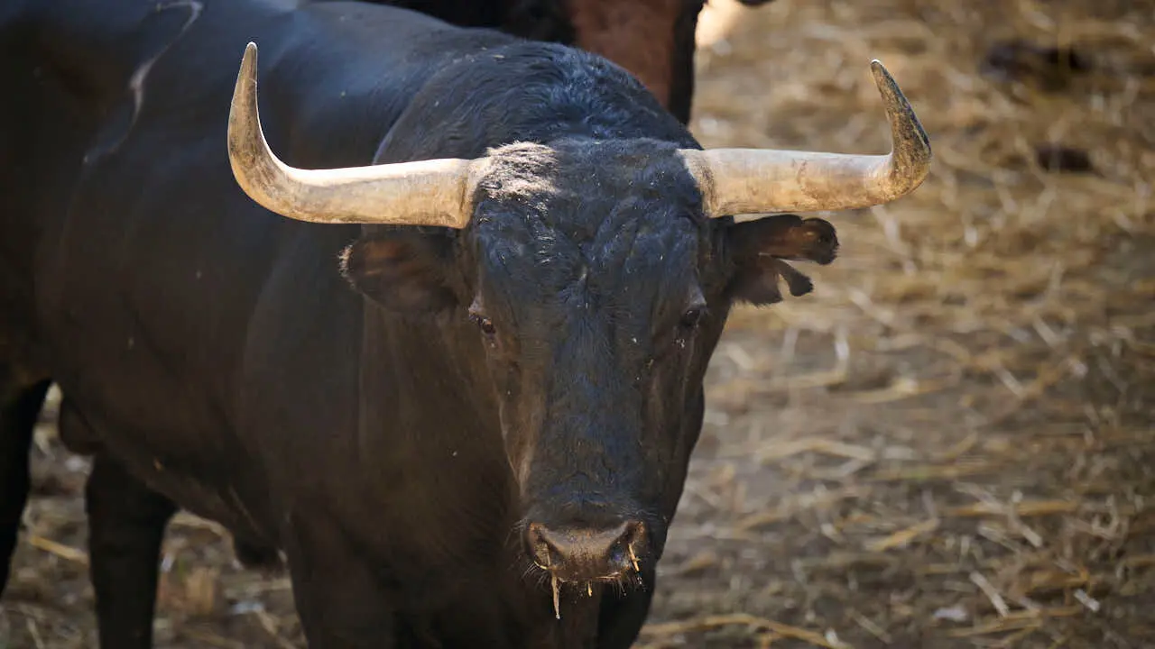 El toro 'PA&Ntilde;ERO' (n&ordm; 3) de la ganader&iacute;a de Vegahermosa (14 de julio), negro bragado, y de 555 kilos de peso, en los Corrales del Gas de Pamplona para San Ferm&iacute;n 2026. PABLO LASAOSA