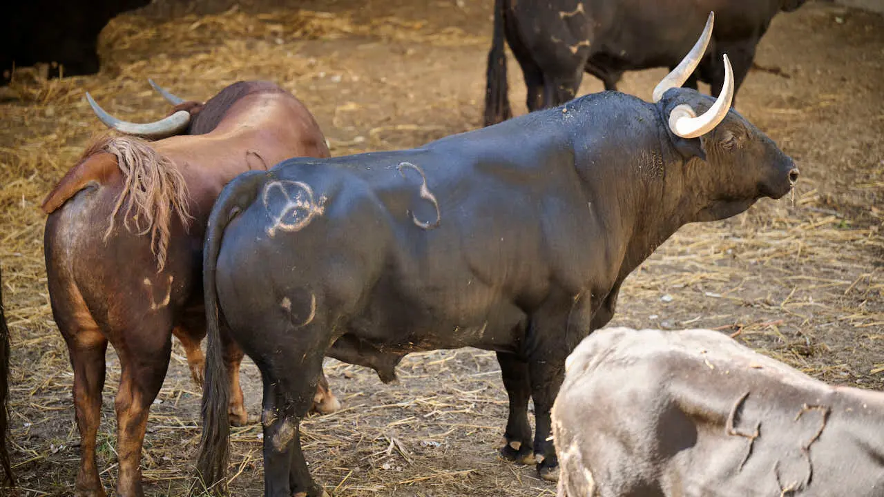 El toro 'PA&Ntilde;ERO' (n&ordm; 3) de la ganader&iacute;a de Vegahermosa (14 de julio), negro bragado, y de 555 kilos de peso, en los Corrales del Gas de Pamplona para San Ferm&iacute;n 2026. PABLO LASAOSA
