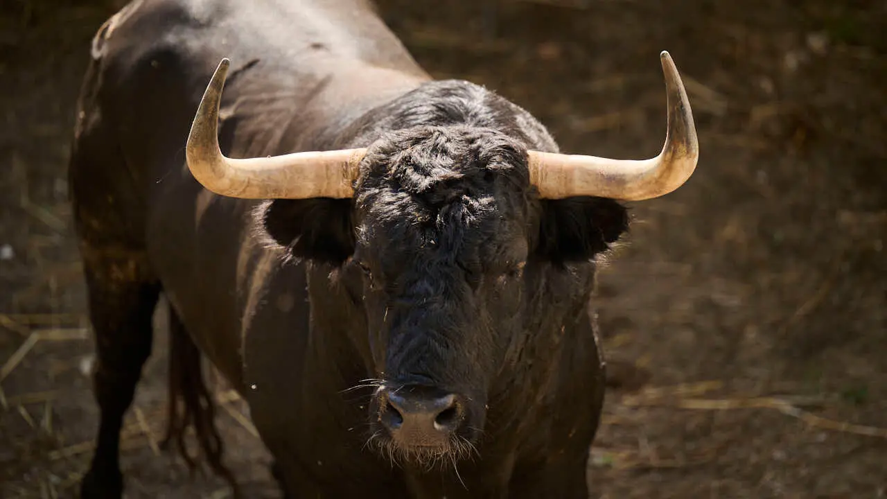 El toro 'CHISMOSO' (n&ordm; 4) de la ganader&iacute;a de Vegahermosa (14 de julio), negro, y de 575 kilos de peso, en los Corrales del Gas de Pamplona para San Ferm&iacute;n 2026. PABLO LASAOSA