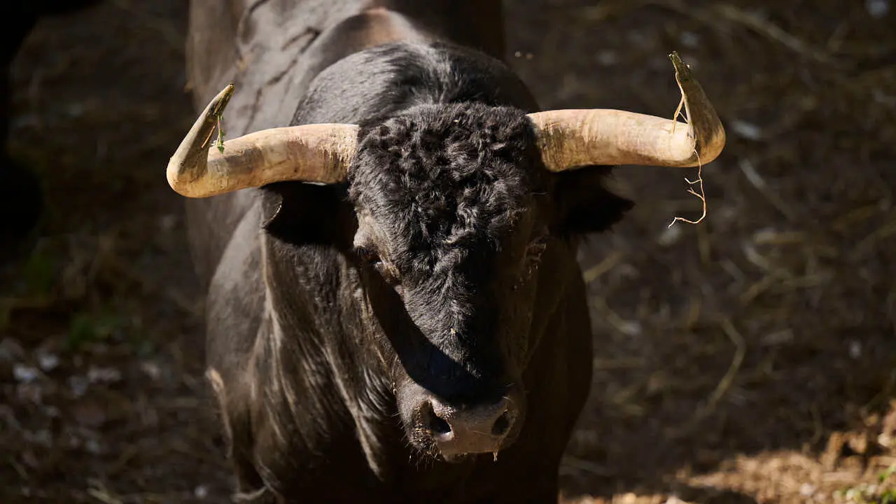El toro 'OYENTE' (n&ordm; 43) de la ganader&iacute;a de Jandilla (14 de julio), negro, y de 580 kilos de peso, en los Corrales del Gas de Pamplona para San Ferm&iacute;n 2026. PABLO LASAOSA