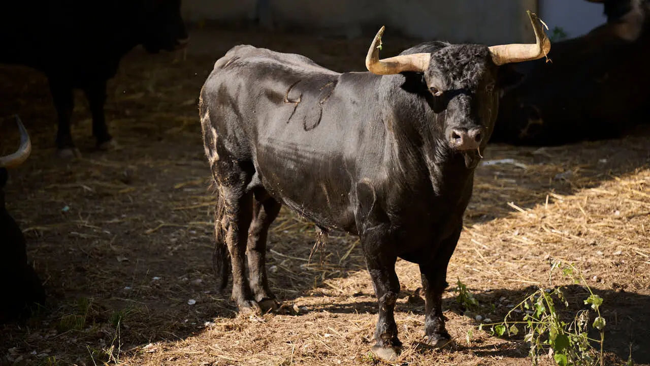 El toro 'OYENTE' (n&ordm; 43) de la ganader&iacute;a de Jandilla (14 de julio), negro, y de 580 kilos de peso, en los Corrales del Gas de Pamplona para San Ferm&iacute;n 2026. PABLO LASAOSA