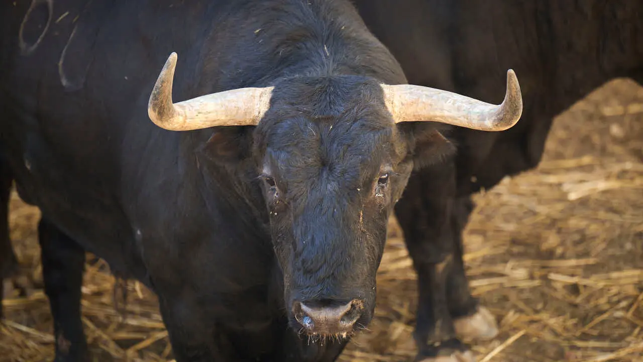 El toro 'CASTIGADO' (n&ordm; 80) de la ganader&iacute;a de Jandilla (14 de julio), negro mulato list&oacute;n, y de 565 kilos de peso, en los Corrales del Gas de Pamplona para San Ferm&iacute;n 2026. PABLO LASAOSA