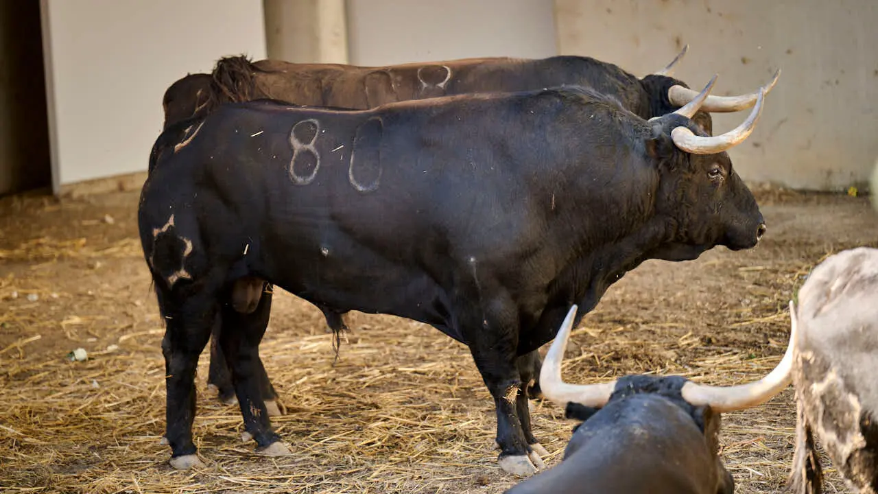 El toro 'CASTIGADO' (n&ordm; 80) de la ganader&iacute;a de Jandilla (14 de julio), negro mulato list&oacute;n, y de 565 kilos de peso, en los Corrales del Gas de Pamplona para San Ferm&iacute;n 2026. PABLO LASAOSA