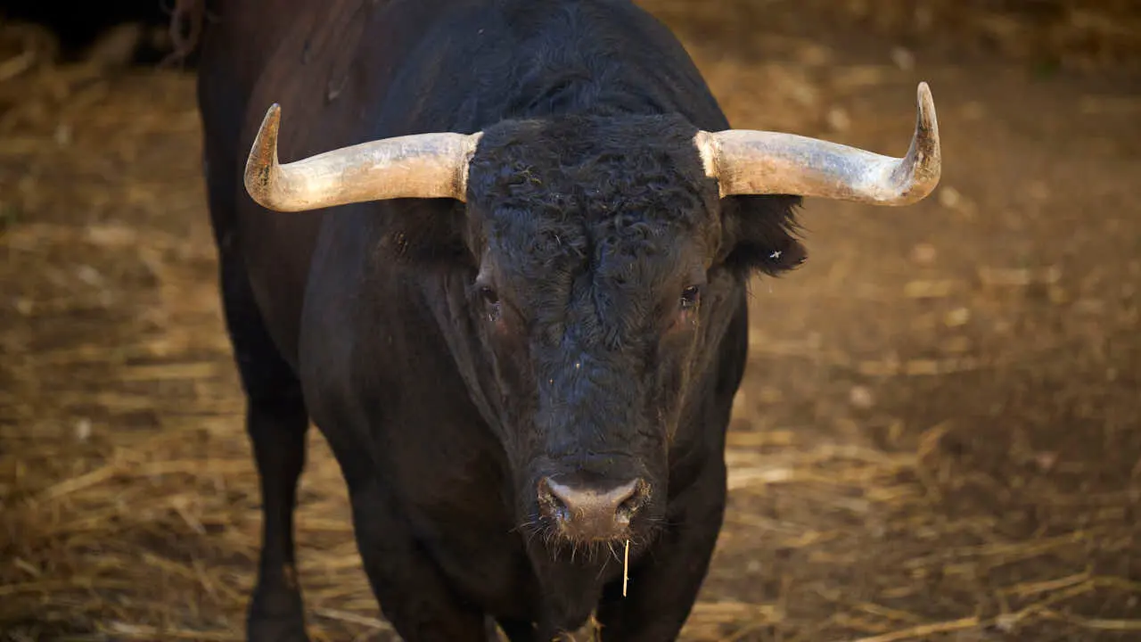 El toro 'ADINERADO' (n&ordm; 108) de la ganader&iacute;a de Jandilla (14 de julio), negro, y de 600 kilos de peso, en los Corrales del Gas de Pamplona para San Ferm&iacute;n 2026. PABLO LASAOSA