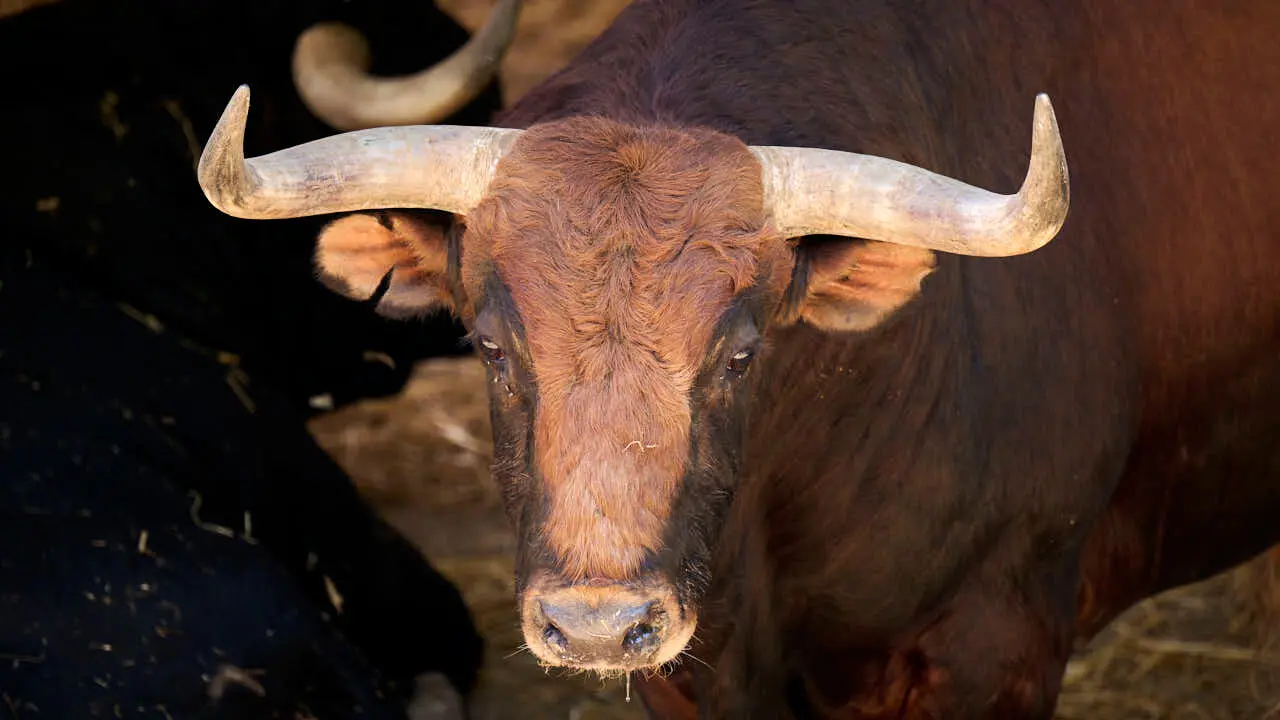 El toro 'ZARABANDA' (n&ordm; 8) de la ganader&iacute;a de Vegahermosa (14 de julio), colorado, y de 590 kilos de peso, en los Corrales del Gas de Pamplona para San Ferm&iacute;n 2026. PABLO LASAOSA