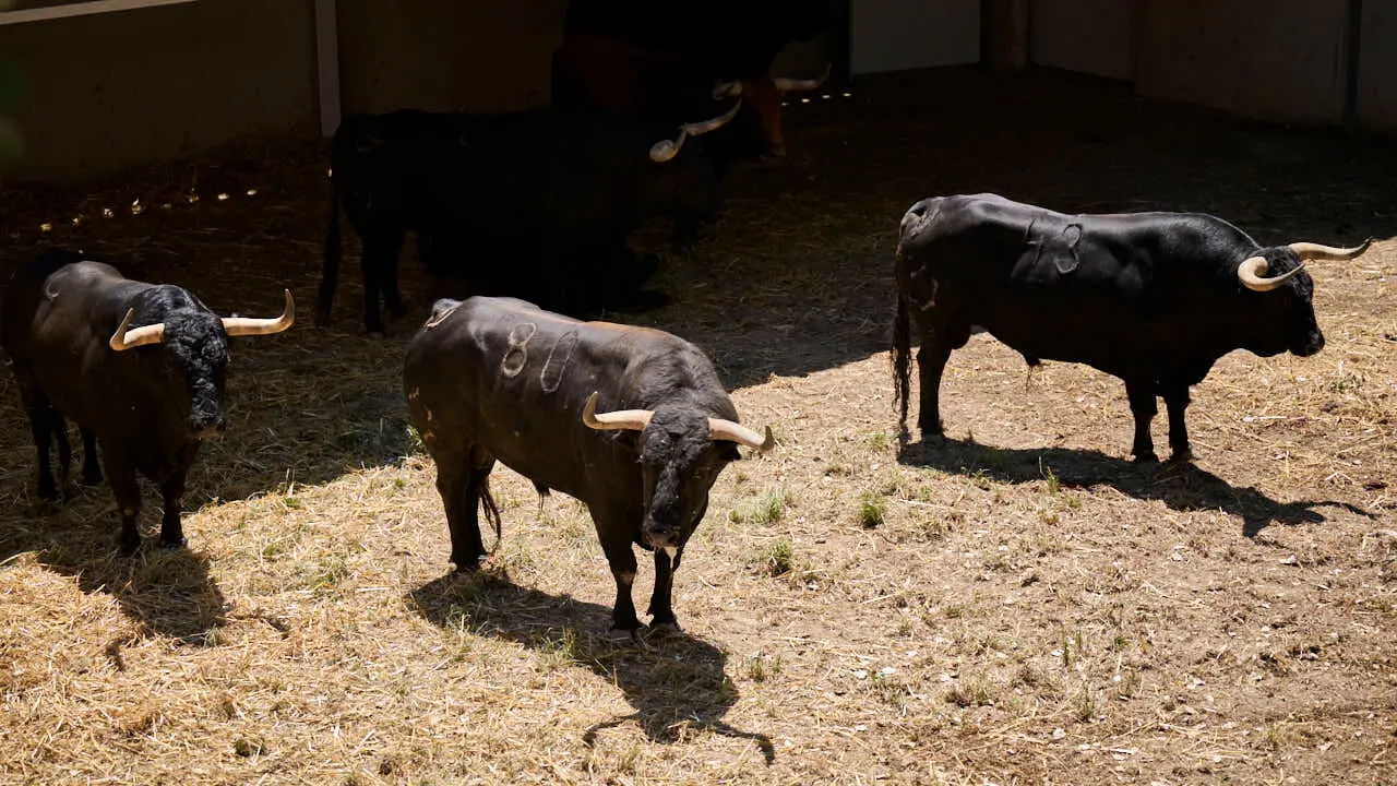 Toros de la ganader&iacute;a de Jandilla en los Corrales del Gas de Pamplona para San Ferm&iacute;n 2026. PABLO LASAOSA