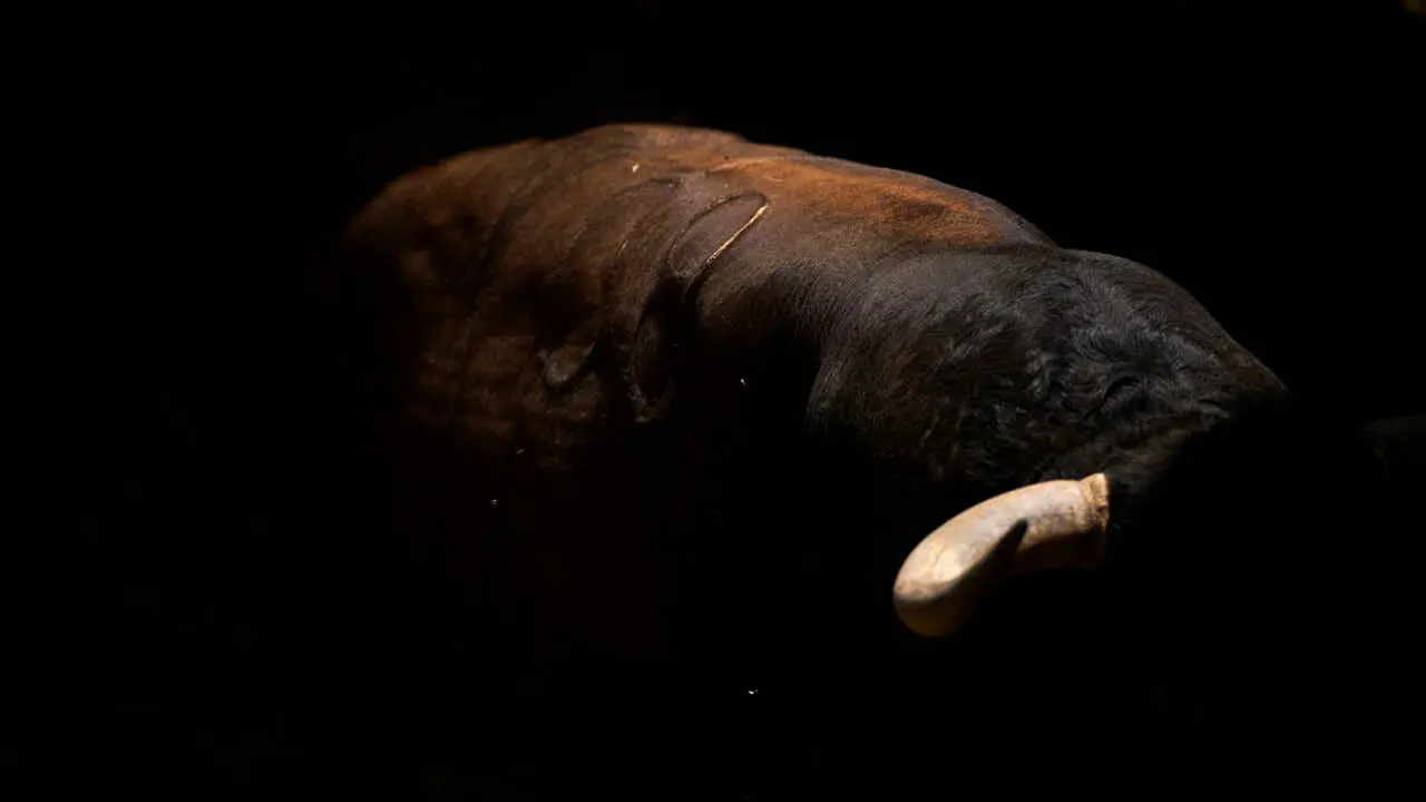 Toros de la ganader&iacute;a de Jandilla en los Corrales del Gas de Pamplona para San Ferm&iacute;n 2026. PABLO LASAOSA