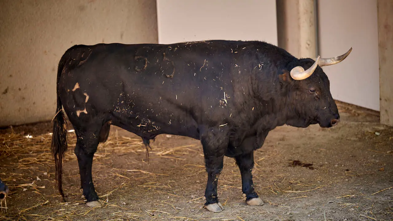 El toro 'RECITADOR' (n&ordm; 56) de la ganader&iacute;a de Jandilla (14 de julio), negro mulato list&oacute;n, y de 590 kilos de peso, en los Corrales del Gas de Pamplona para San Ferm&iacute;n 2026. PABLO LASAOSA