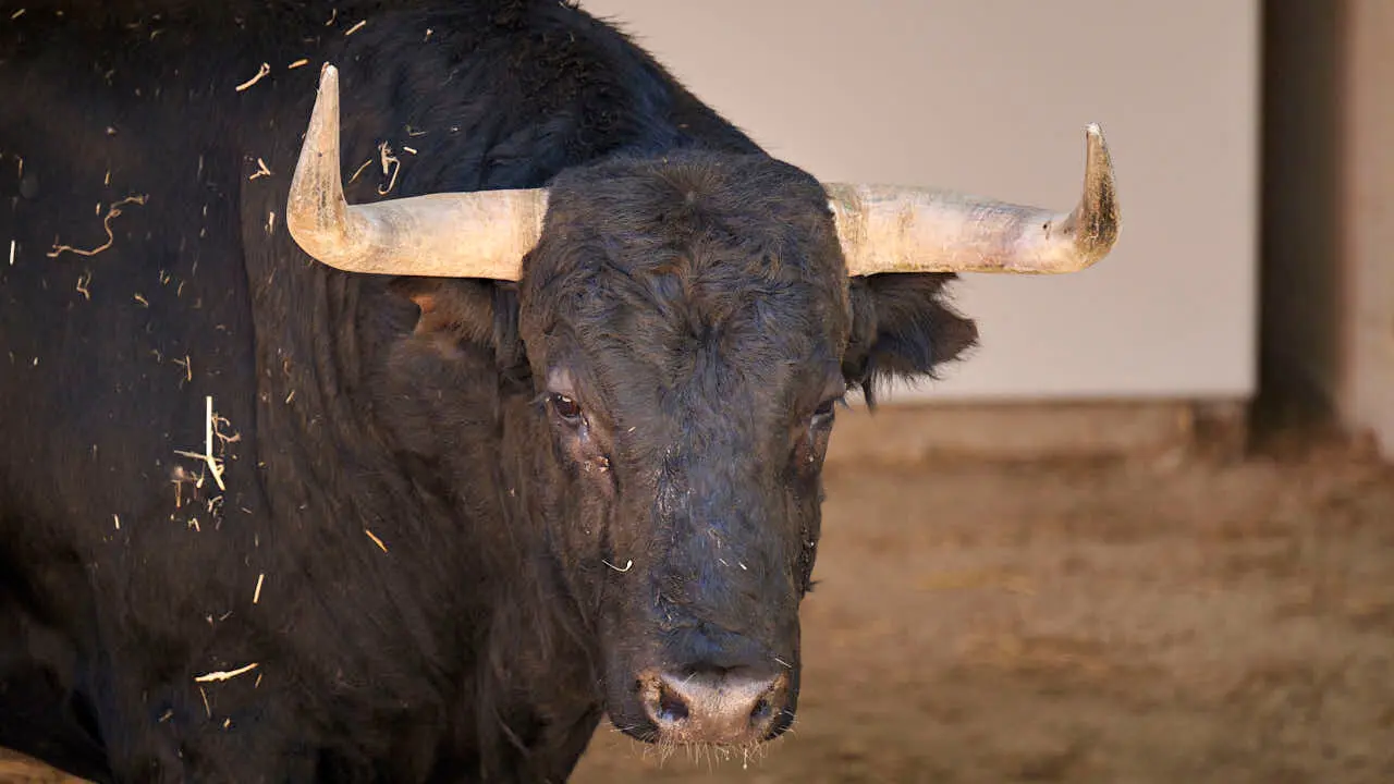 El toro 'RECITADOR' (n&ordm; 56) de la ganader&iacute;a de Jandilla (14 de julio), negro mulato list&oacute;n, y de 590 kilos de peso, en los Corrales del Gas de Pamplona para San Ferm&iacute;n 2026. PABLO LASAOSA