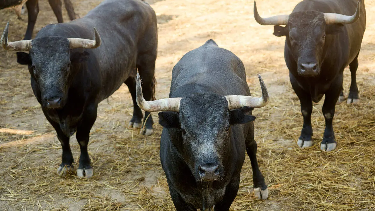 Toros de la ganader&iacute;a de Miura en los Corrales del Gas de Pamplona para San Ferm&iacute;n 2026. I&Ntilde;IGO ALZUGARAY