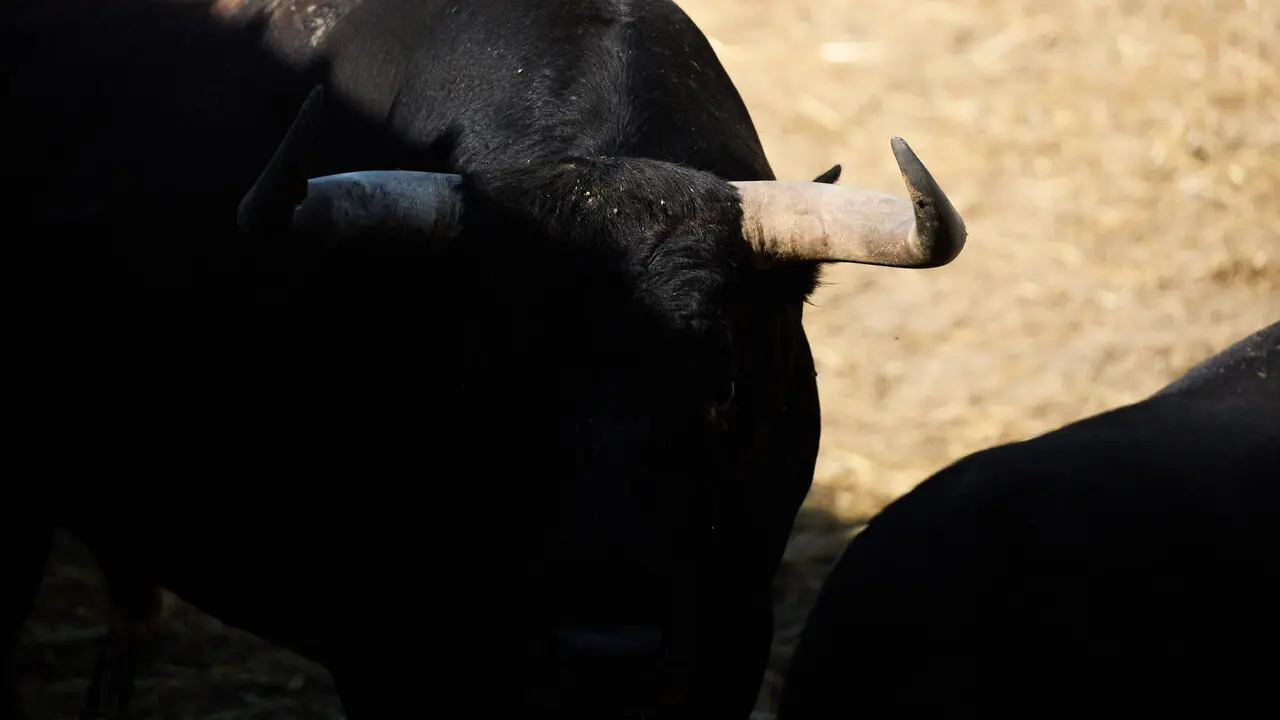 Toros de la ganader&iacute;a de Miura en los Corrales del Gas de Pamplona para San Ferm&iacute;n 2026. I&Ntilde;IGO ALZUGARAY