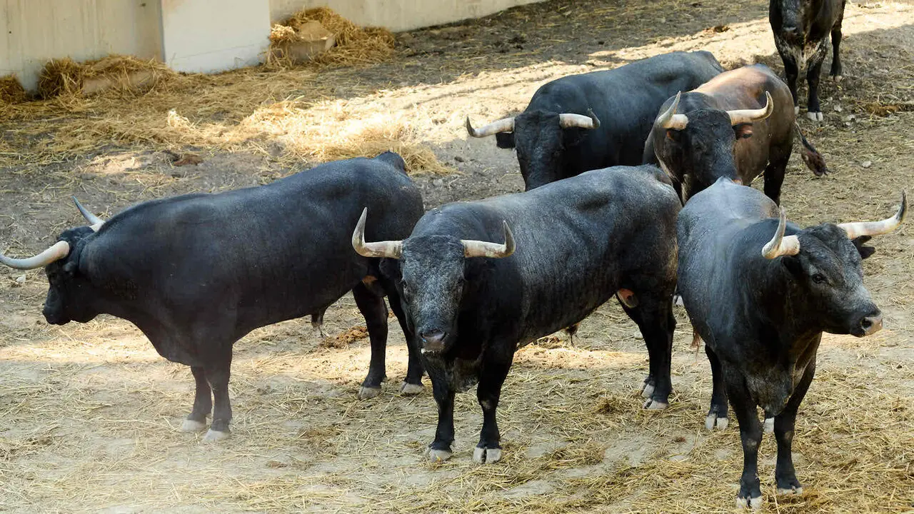 Toros de la ganader&iacute;a de Miura en los Corrales del Gas de Pamplona para San Ferm&iacute;n 2026. I&Ntilde;IGO ALZUGARAY