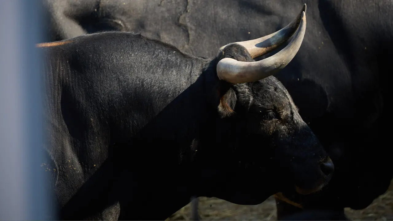 Toros de la ganader&iacute;a de Miura en los Corrales del Gas de Pamplona para San Ferm&iacute;n 2026. I&Ntilde;IGO ALZUGARAY