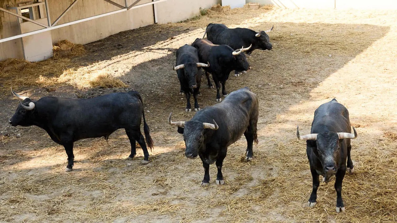 Toros de la ganader&iacute;a de Miura en los Corrales del Gas de Pamplona para San Ferm&iacute;n 2026. I&Ntilde;IGO ALZUGARAY