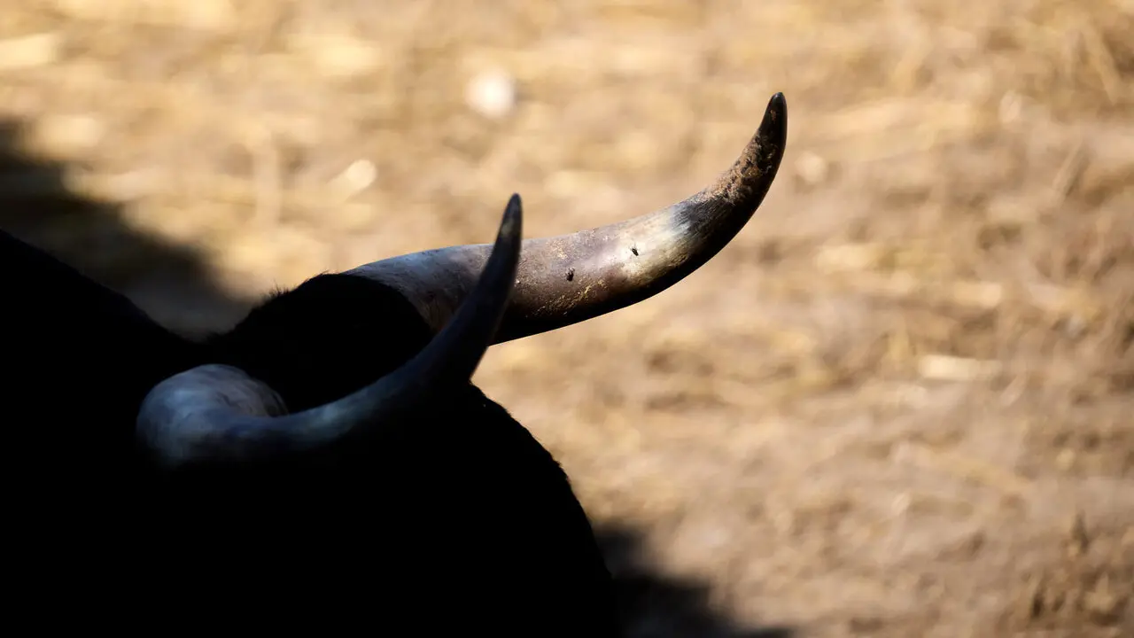 Toros de la ganader&iacute;a de Miura en los Corrales del Gas de Pamplona para San Ferm&iacute;n 2026. I&Ntilde;IGO ALZUGARAY