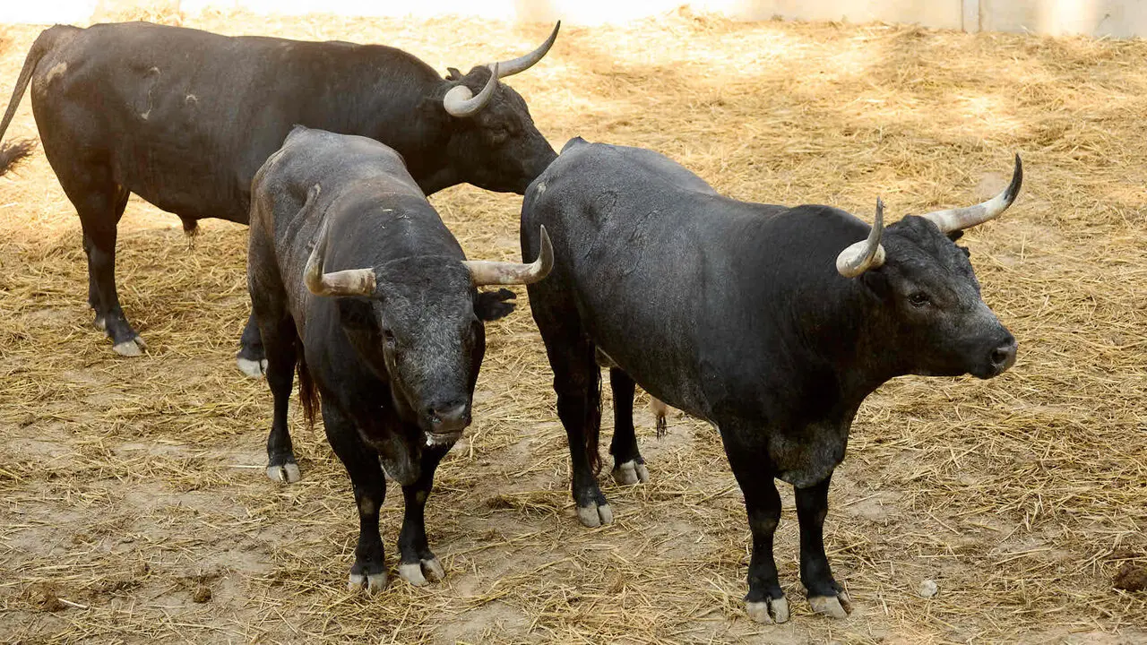 Toros de la ganader&iacute;a de Miura en los Corrales del Gas de Pamplona para San Ferm&iacute;n 2026. I&Ntilde;IGO ALZUGARAY