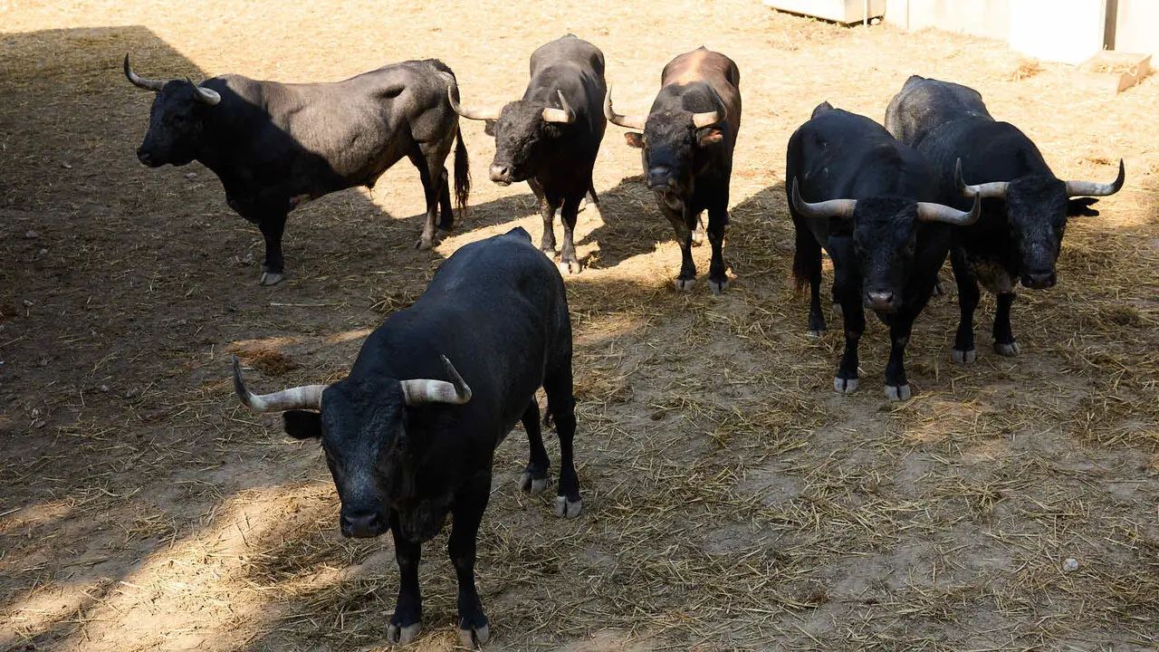 Toros de la ganader&iacute;a de Miura en los Corrales del Gas de Pamplona para San Ferm&iacute;n 2026. I&Ntilde;IGO ALZUGARAY