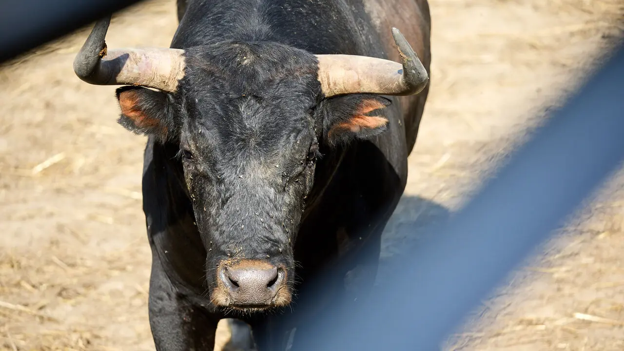 Toros de la ganader&iacute;a de Miura en los Corrales del Gas de Pamplona para San Ferm&iacute;n 2026. I&Ntilde;IGO ALZUGARAY