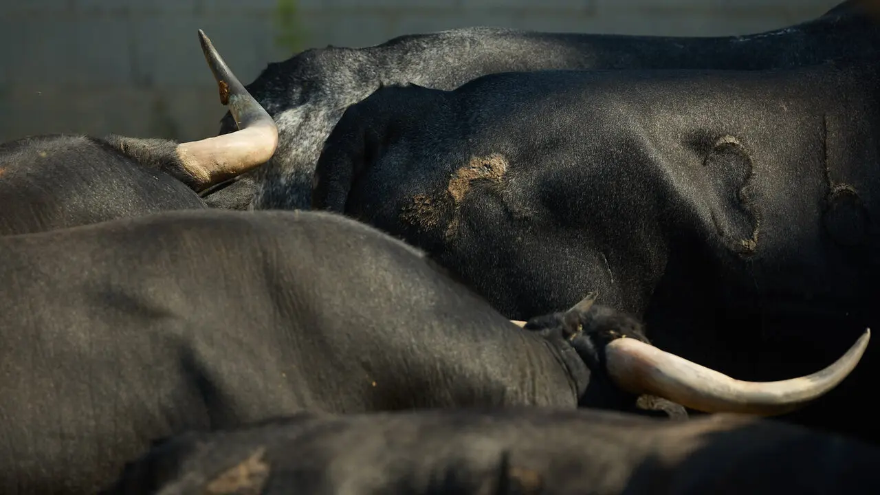 Toros de la ganader&iacute;a de Miura en los Corrales del Gas de Pamplona para San Ferm&iacute;n 2026. I&Ntilde;IGO ALZUGARAY