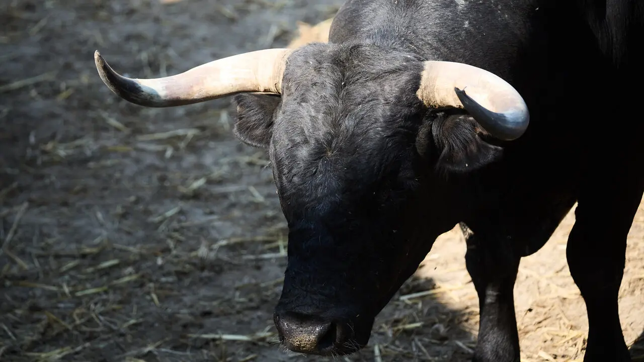 Toros de la ganader&iacute;a de Miura en los Corrales del Gas de Pamplona para San Ferm&iacute;n 2026. I&Ntilde;IGO ALZUGARAY